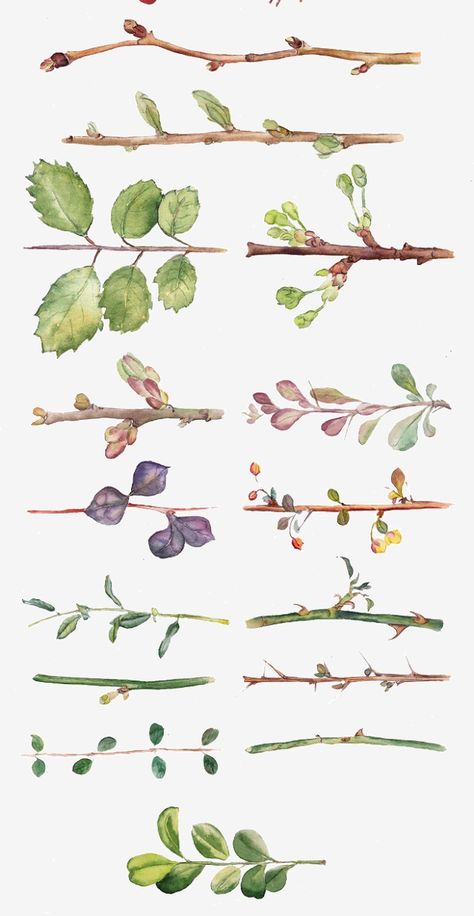 Watercolor Tree Branch, Botanical Artists, Branch Drawing, Leaves Png, Leaves And Branches, Leaves Watercolor, Watercolor Tree, Leaf Drawing, Nature Drawing