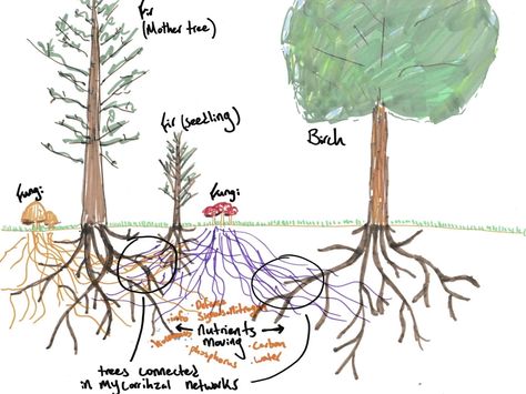 Suzanne Simard: How Do Trees Collaborate? : NPR Roots Drawing, Found Poem, System Map, Underground World, Acacia Tree, University Of British Columbia, You Poem, Food Web, Something About You