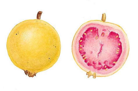 Guava Drawing, Guava Plant, Fruit Tattoo, Plant Sketches, Guava Fruit, Guavas, Fruit Gifts, New Fruit, Kawaii Doodles