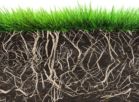 Get Back to Your Roots – Grass structure above and below the surface Organic Lawn Care, Peat Soil, Lawn Care Business, Soil Conditioner, Acid Loving Plants, Lawn Fertilizer, Grass Type, Grass Roots, Healthy Lawn