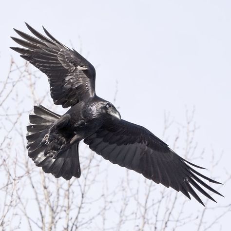 Raven overhead, turning in flight Raven Flying Drawing, Raven Bird Reference, Raven Open Mouth, Crow Facing Forward, Ravens In Flight, Raven In Flight, Crow In Flight, Raven Flying, Flying Raven