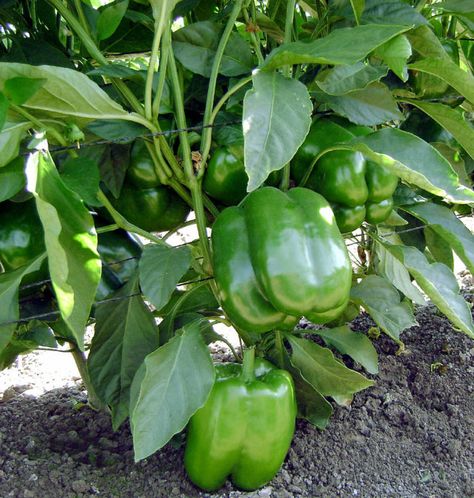 How to grow Bell Peppers in containers | Growing Bell Peppers | Sweet peppers Tree In Container, Grow Bell Peppers, Fig Tree In Pot, Growing Fig Trees, Faux Outdoor Plants, Growing Hot Pepper, Bell Pepper Plant, Vegetable Ideas, Design Garden Ideas