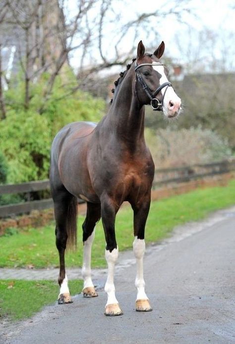 Callaho’s Benicio- 2005 Liver Chestnut Hanoverian Stallion Horse Skeleton, Liver Chestnut, Horse Standing, Warmblood Horses, Cai Sălbatici, Rasy Koni, Beautiful Horse Pictures, Hanoverian, Horse Inspiration