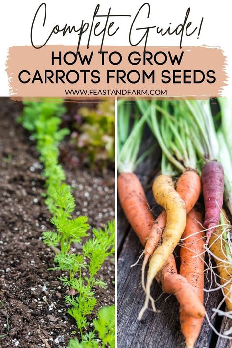 Grow Carrots, How To Plant Carrots, Growing Vegetables In Pots, Growing Carrots, Garden Wallpaper, Tips For Success, Garden Veggies, Garden Help, Veg Garden