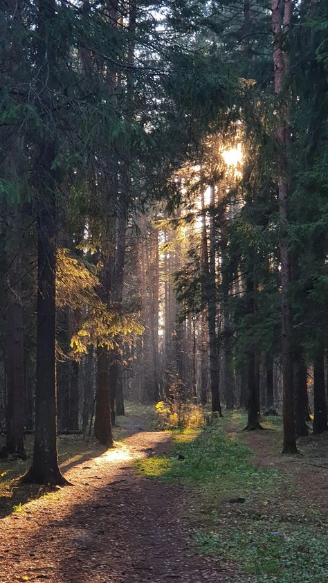 Trees Aesthetic, Background Inspiration, Trees Photography, Tree Photography, Photo Tree, Pretty Places, Aesthetic Photography, Dark Wood, House Decor