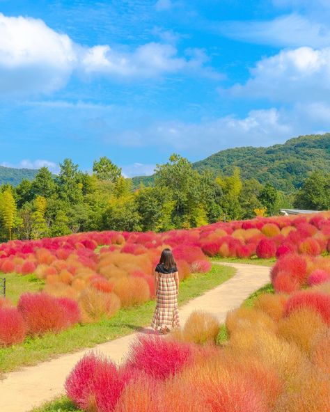 During the autumn or early autumn in Japan, one of the must-see attractions is the Kochia bushes.🍂These plants start with vibrant green in the summer💚and then transform into a stunning shade of red during autumn.❤️ This picturesque park is situated in Kagawa Prefecture🗾 It is an ideal destination for travelers wishing to explore the Japanese countryside while avoiding the large crowds typically found at popular tourist spots.😉 📍Sanuki Manno Park, Kagawa Japan @sanukimannopark #japan #japa... Kagawa Japan, Japan Tourist Spots, Japanese Countryside, Kagawa, Large Crowd, Shade Of Red, Early Autumn, Tourist Spots, Vibrant Green