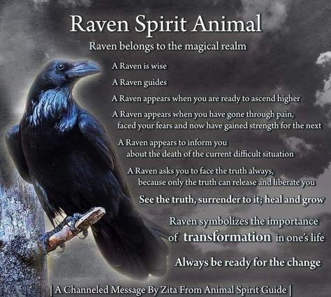 Raven Facts, Pagan Tattoos, Crow Facts, Raven Animal, Raven Spirit Animal, Crow Spirit Animal, Animal Totem Spirit Guides, Raven Totem, Spirit Animal Meaning