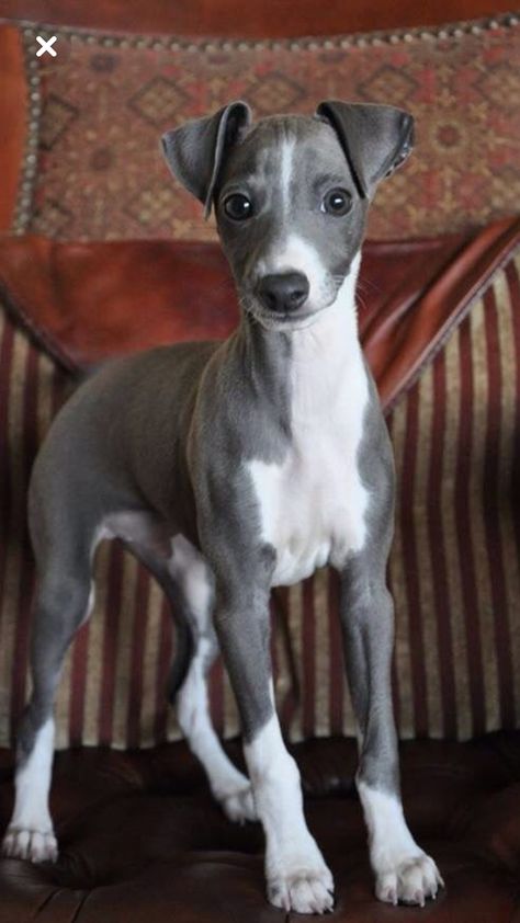 Italian Greyhound puppy Italian Greyhound Puppies, Greyhound Puppy, Whippet Puppies, Italian Greyhound Dog, Greyhound Adoption, Rare Dogs, Whippet Dog, Dream Dog, Grey Hound Dog