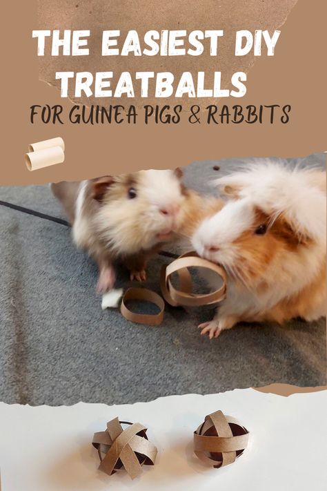 Guinea Pig Toys Diy Homemade, Diy Guinea Pig Toys, Guinea Pig Diy, Pig Care, Pig Toys, Guinea Pig (toy), Rat Toys, Recycled Crafts Kids, Pig Crafts