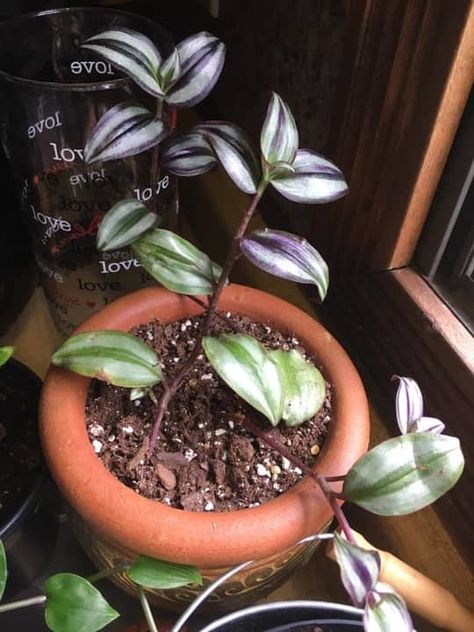 Wandering Jew Planter Ideas, Daycare Garden, Wondering Jew Plant, Wandering Jew Plant Care, Propagating Geraniums, Inside Gardening, Budget Gardening, Wondering Jew, Plant Advice