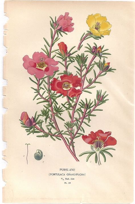 Portulaca grandiflora Vintage Biology, Portulaca Flowers, Portulaca Grandiflora, Nature Illustrations, Flax Flowers, Favourite Flowers, James Audubon, Illustration Botanique, Vintage Botanical Prints