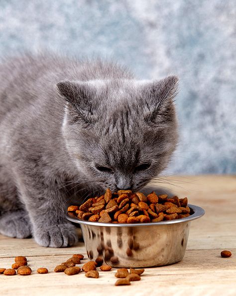 Do You Feed Your Cat Before You Feed Yourself? | Catster What Cats Can Eat, Food Myths, Best Cat Food, Cat Nutrition, Cat Ages, Kitten Food, Cat Care Tips, Lovely Creatures, Pet Care Tips