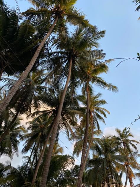 Coconust trees - Ratnagiri kokan Ratnagiri Photography, Kokan Nature, Mango Garden, Coconut Trees, Coconut Tree, Garden Layout, Flowering Trees, Sky Aesthetic, Fact Quotes