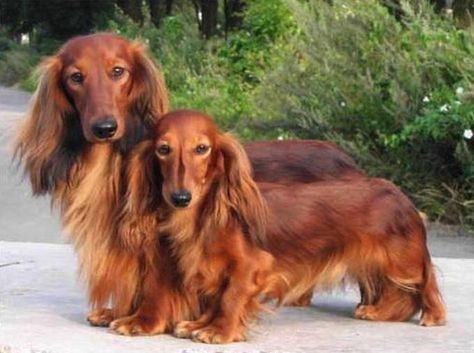 Dachshund Colors, Daschund Puppies, Dachshund Puppy Long Haired, Red Dachshund, Dachshund Mom, Long Haired Dachshund, Dog Essentials, Weenie Dogs, Dachshund Puppies