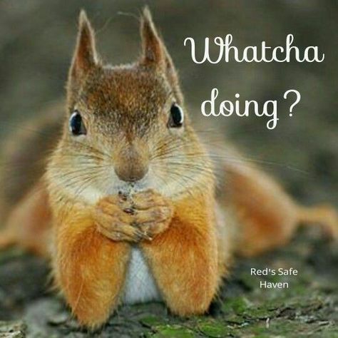 Whatcha Doing Funny, What Are You Doing Funny, Funny Hello, Just Checking In On You, Watcha Doing Funny Hilarious, Squirrels Funny, Just Checking In On You Images, Squirrel Quote, Crazy Squirrel