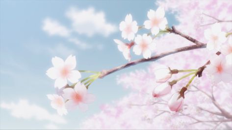 Sakura Widget, Cherry Blossom Banner, Cherry Blossoms Anime, Blue Sakura, Phone Widget, In Spectre, Sakura Cherry Blossom, Anime Aesthetic, Cherry Blossoms