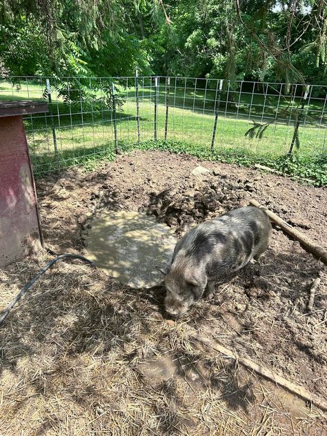 🤓FUN FACT: Pigs are unable to sweat, 🐷 so the only way to stay cool - mud baths or pool time. 💦Our pigs have both. 🌞Right now they are drinking 10 gallons or more of water each day to get through the hot weather. 🥵 Mud Bath, Pool Time, Hot Weather, Stay Cool, The Only Way, Each Day, Pigs, Fun Facts, Right Now