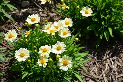 Click to view a full-size photo of UpTick Cream Tickseed (Coreopsis 'Balupteam') at Ellis Home & Garden Coreopsis Flower, Tickseed Coreopsis, Front Path, Orchard Garden, Full Size Photo, Soil Ph, Outdoor Pots, Garden Centre, Herbaceous Perennials