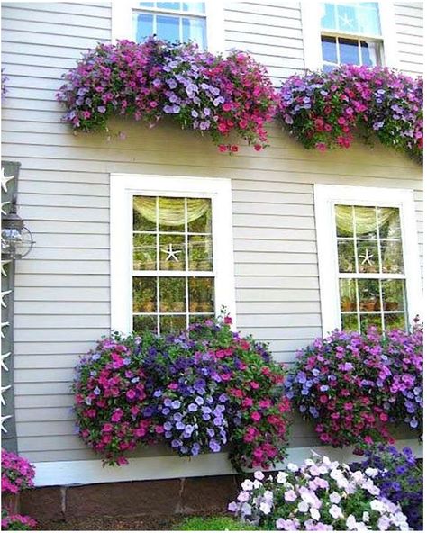 nice Striking Petunia Centerpiece Ideas for Garden Design and Yard Landscaping House With Window Boxes, Petunia Centerpiece, Garden Centerpiece, Window Box Flowers, Small Front Yard, Window Planter Boxes, Garden Windows, Garden Containers, Have Inspiration