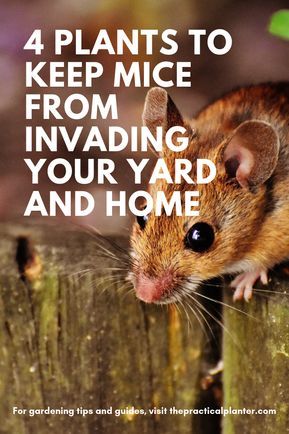 Rodent Repellent Plants, Scary Cats, Oppgaver For Barn, How To Deter Mice, Plants That Repel Bugs, Getting Rid Of Rats, Rodent Repellent, Mice Repellent, Getting Rid Of Mice