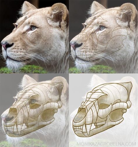 Big Cat Anatomy, Lion Anatomy, Learning Anatomy, Feline Anatomy, Big The Cat, Animal Studies, Head Anatomy, Cat Anatomy, Aol Mail