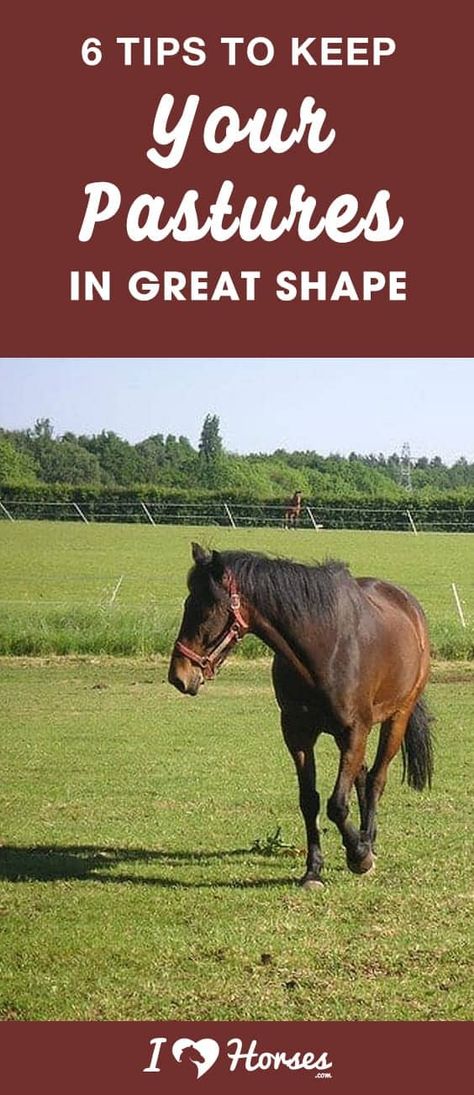 Horse Pasture Management, Horse Yard Ideas, Horse Pasture Ideas, Horse Manure Management, Farming Knowledge, Modern Home Entrance, Horse Barn Decor, Pasture Management, Horse Pasture