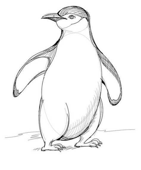 How to draw a penguin with a pencil step-by-step drawing tutorial Simple Penguin Drawing, Penguin Drawing Easy, Neck Outline, Draw A Penguin, Animal Sketches Easy, Penguin Sketch, Kids Learning Videos, Hand Art Kids, Dinosaur Sketch