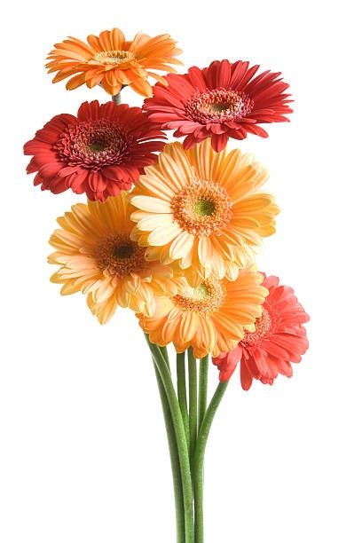 Vibe Icon, Transparent Wallpaper, White Gerbera, Chrysanthemum Bouquet, Orange Gerbera, Worship Backgrounds, White Lotus Flower, Gerbera Flower, Transparent Flowers