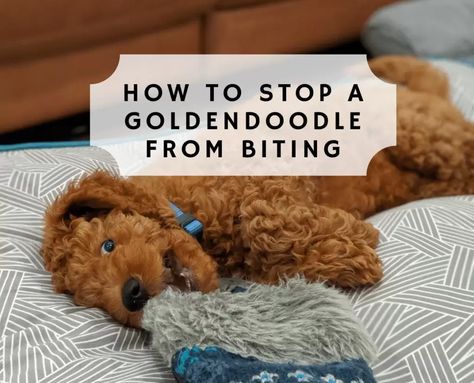 How to Stop a Goldendoodle from Biting! (2022) - We Love Doodles Apricot Goldendoodle Standard, Goldendoodle Training, Goldendoodle Full Grown, Puppy Goldendoodle, Mini Golden Doodle, Golden Doodle Puppy, Goldendoodle Grooming, Puppy Tips, Mini Goldendoodle Puppies