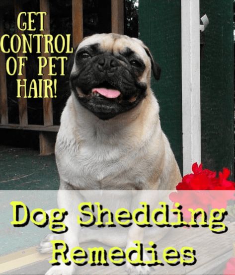 Dog Shedding Remedies for your Pets and Home - Crafty Little Gnome Dog Shedding Remedies, Stop Dog Shedding, Best Pet Hair Vacuum, Yellow Lab Names, Hair Shedding Remedies, Pug Names, Pet Hair Vacuum, Dog Remedies, Pet Vacuum