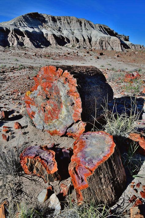 Petrified Forest National Park Arizona, Geology Aesthetic, Petrified Forest National Park, Arizona Photography, Petrified Forest, Park Pictures, Pretty Rocks, Fantasy Aesthetic, Minerals And Gemstones