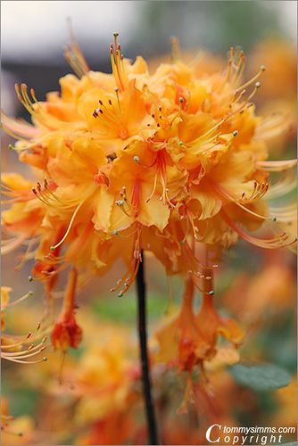 Azaleas are a great addition to a hummingbird garden. Not only can they sip on the nectar of these shrubs but they can also build their small nests in them Ecuador Flowers, Azalea Flower, Fleur Orange, Hummingbird Garden, Unusual Flowers, Orange Flower, Ranunculus, All Flowers, Exotic Flowers