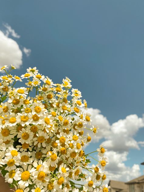 Daisy Background Aesthetic, Chamomile Flowers Aesthetic, Chamomile Aesthetic, Chamomile Wallpaper, Chamomile Garden, Chamomile Field, Chamomile Bouquet, Garden Corner Ideas, Daisy Background