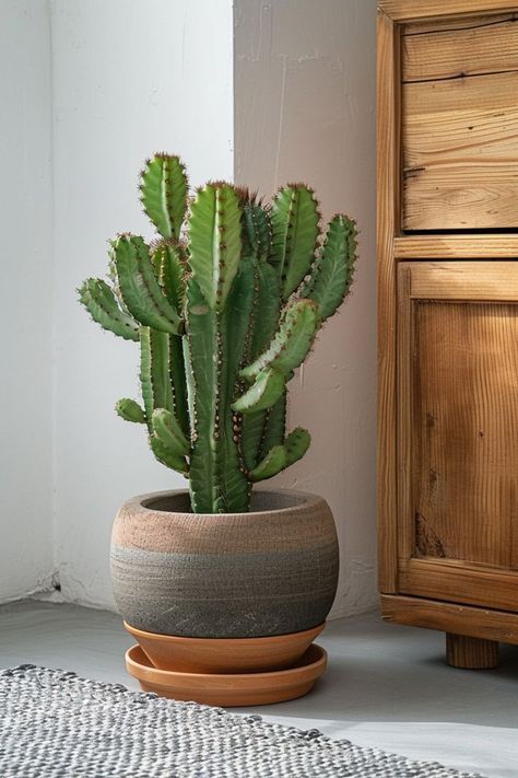 Mini Cactus Garden, Green Soul, Cactus House Plants, Indoor Cactus, Cactus Care, Planting Pot, Inside Plants, Agaves, Big Ideas