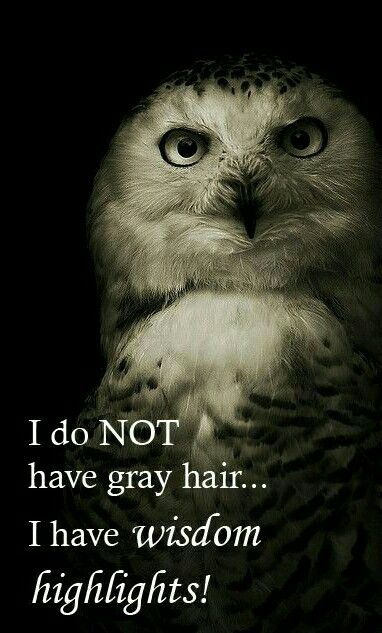 Advice From An Owl, Owl Wisdom Quotes, Funny Owl Quotes, Highlights Quotes, Owl Beautiful, Snow Owls, Book Owl, Owl Quotes, Owl Wisdom