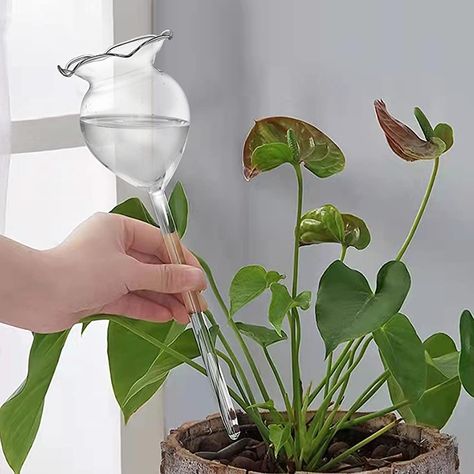 Watering Bulbs, Cat Patio, Fresh Water Fish Tank, Live Aquarium Plants, Plant Watering, Outdoor Plant, Self Watering, Planted Aquarium, Watering Globe