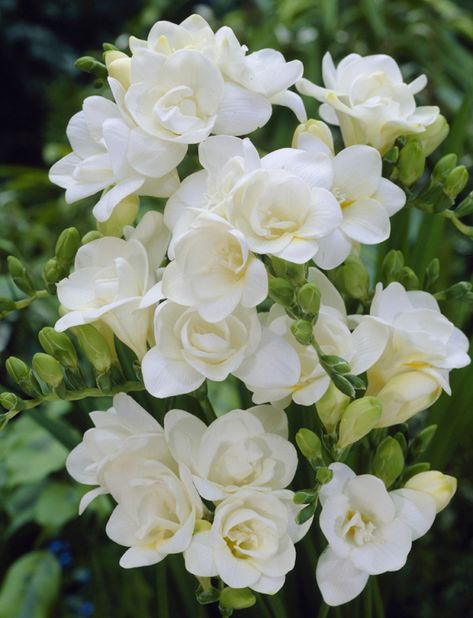 White Freesia in the bridesmaids bouquet and for the corsages and boutonnieres. White Freesia, Freesia Flowers, Flowers In A Vase, Moon Garden, Flower Care, White Gardens, Fragrant Flowers, Arte Floral, Bridesmaid Bouquet