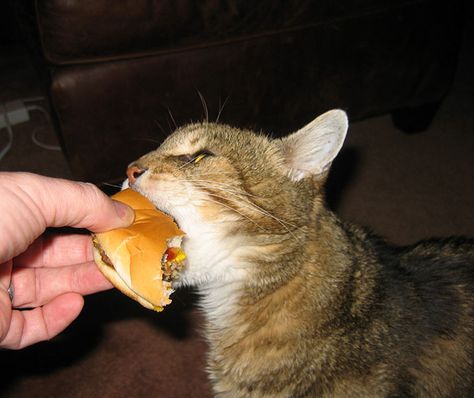 Cat Eating Burger Cat Eating, Mean Cat, Cat Info, Curious Cat, Weird Things, Baby Kittens, Cat Boarding, Cats Meow, Funny Animal Pictures