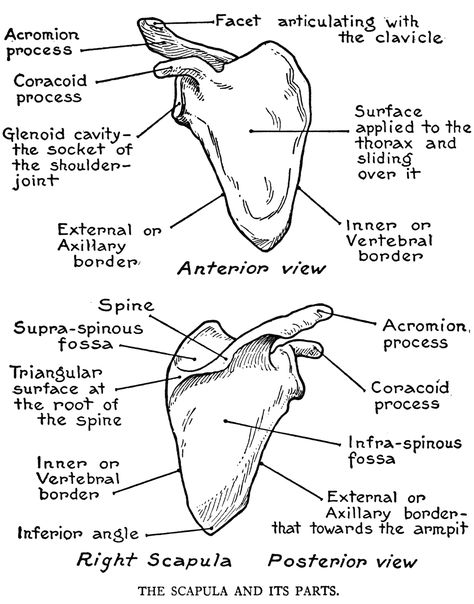 Scapula Clavicle Anatomy Notes, Clavicle Anatomy Drawing, Clavical Bone Anatomy, Scapula Anatomy Notes, Scapula Anatomy Drawing, Scapula Anatomy, Physical Therapy Assistant Student, Scapula Bone, Muscular System Anatomy