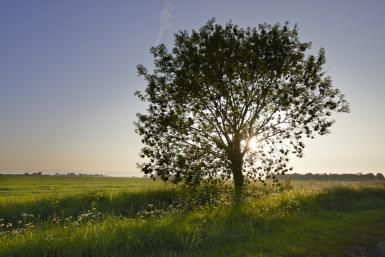 Ash Tree Magic, Folklore and Legends: In Norse legend, Odin hung from an ash tree, Yggdrasil, for nine days. Magical Reference, Celtic Tree Calendar, Celtic Alphabet, Prophetic Dreams, Sacred Well, Norse Legend, Wiccan Rede, Celtic Legends, Rowan Tree