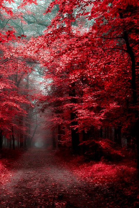 Red Aesthetic Landscape, Red Forest Aesthetic, Red Nature Aesthetic, Aesthetic Landscape, Beautiful Winter Scenes, Red Nature, Scene Wallpaper, Red Forest, तितली वॉलपेपर