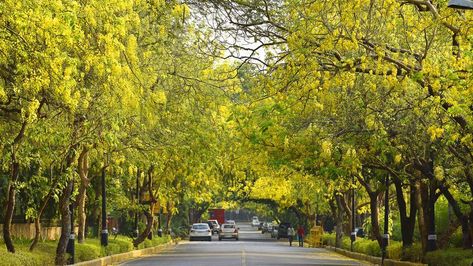 In Ayurveda, Amaltas is known as aragvadha, meaning disease killer. Cassia Fistula, Good Sources Of Iron, Sources Of Iron, Purple Trees, Flower Tree, Street Design, Mother Teresa, Indian Summer, So Adorable