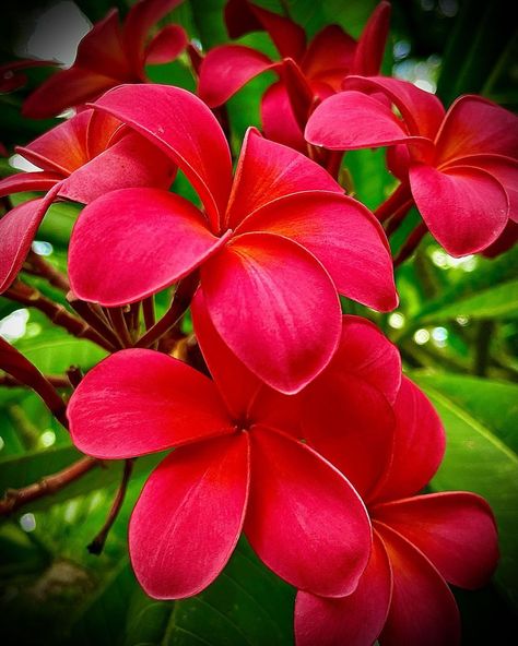 Shade Of Pink, Plumeria Flowers, Flower Garden, Blossom, Florida, Plants, Flowers, Red, Pink