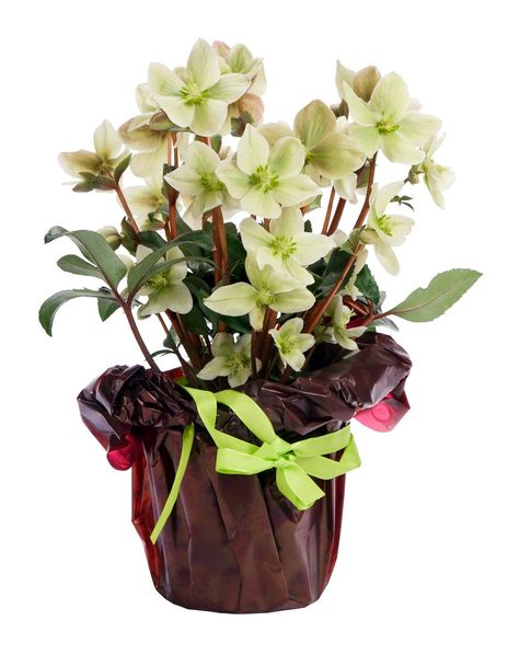 White Hellebore, Garden Flower Pots, Gardening Design Ideas, Rose Plant Care, Tiny Trees, Black Front Door, Shade Loving Perennials, Gardening Indoors, Lenten Rose