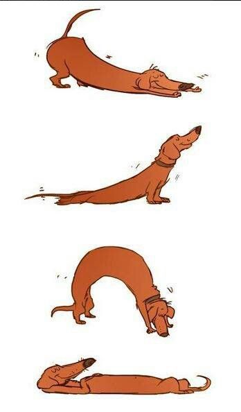 Stretching weens Dachshund Drawing, Doxie Art, Dachshund Cartoon, Dachshund Illustration, Doxie Dogs, Dachshund Art, Dog Yoga, Weenie Dogs, H U