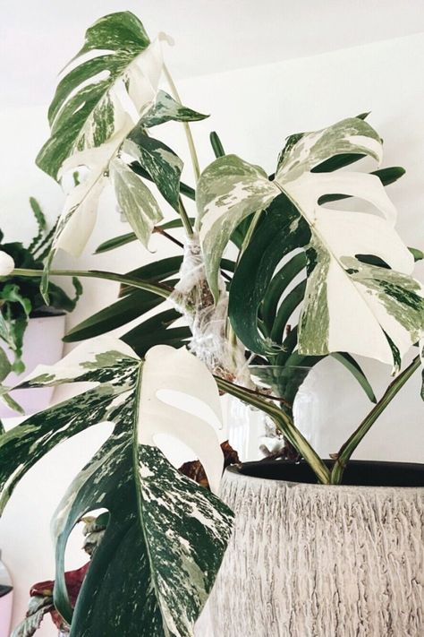 Monstera Deliciosa Care, Most Expensive House, Statement Plants, Monstera Obliqua, Aesthetic Quiz, Monstera Plants, Air Cleaning Plants, Variegated Monstera, Variegated Plants