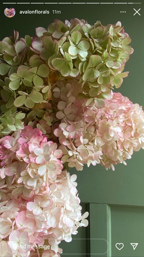 Green Hydrangea Bouquet, Pink Hydrangea Bouquet, Hydrangeas Bouquet, White Hydrangea Wedding, Botanical Photography, Hydrangea Colors, Hydrangea Bouquet, Hydrangeas Wedding, Green Hydrangea