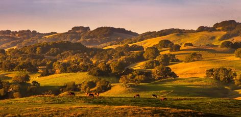 Golden Hills, California: An Undiscovered Gem of the West Coast California Central Coast, California Hills, Downstairs Bedroom, Santa Cruz Beach, California Gold Rush, Places In California, Golden Hill, Hills And Valleys, California Landscape