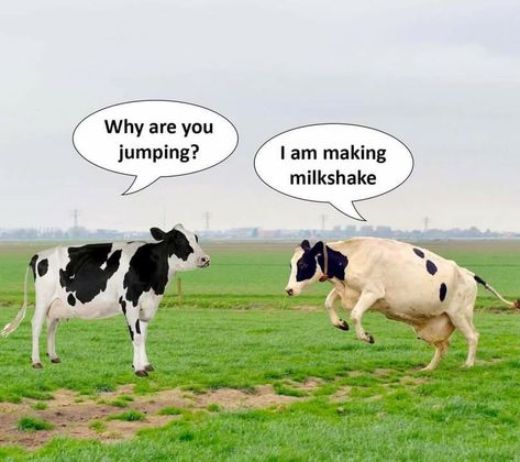 Cow Memes Hilarious, Cow Meme, April First, Sports Pub, Vanilla Milkshake, Dark Stories, Show Cattle, Weird Images, Milkshakes