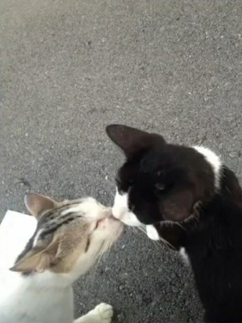 Two Cats, A Black, Black And White, White, Black